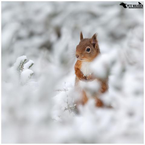 A photo of a cautious red squirrel, sitting in the snow, in a Scottish woodland last week.
