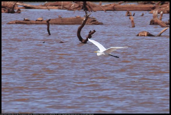 A Great Egret (Ardea alba) was flying over Lake Thunderbird near driftwood stained red by the red dirt in the water in Norman, Oklahoma, United States on September 27, 2024.