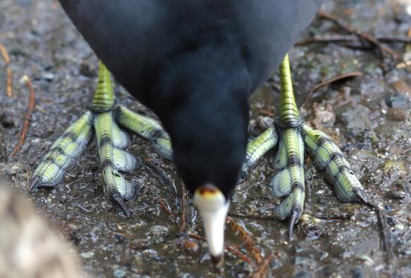 A medium sized black  bird is bending over to peck a sidewalk. Mostly shown are the feet. Instead of a webbed foot, each toe has a wide flap to help it swim. Each toe has a long, sharp nail at the end.