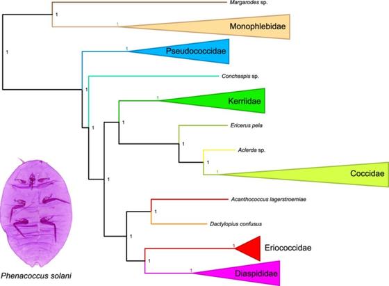 Phylogenetic analyses of Coccoidea based on genome-scale data.