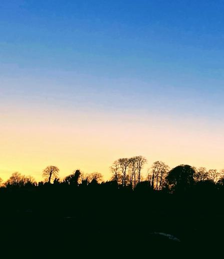 Bare trees are back lit in silhouette by the golden light of a fading sunset. The sky above is layered in pink and blue