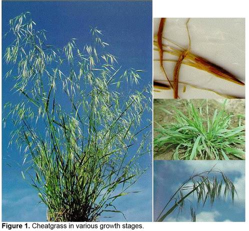 photos - cheatgrass various growth stages