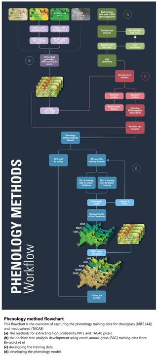 work flow graphic -  Phenology method flowchart. This flowchart is the overview of capturing the phenology training data for cheatgrass (BRTE [44]) and medusahead (TACA8)
(a) The methods for extracting high probability BRTE and TACA8 pixels
(b) the decision tree analysis development using exotic annual grass (EAG) training data from Benedict et al.
(c) developing the training data
(d) developing the phenology model.