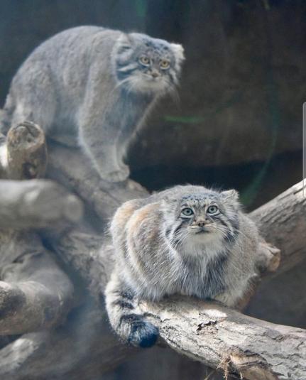 Zwei Manulkatzen sitzen auf einem dicken, verwitterten Ast. Die Katze im Vordergrund sitzt und schaut den Betrachter an. Die Katze im Hintergrund steht und scheint die Szene zu beobachten. Beide Katzen haben ein dichtes, graues Fell und große, runde Augen. Der Hintergrund ist unscharf und dunkel.