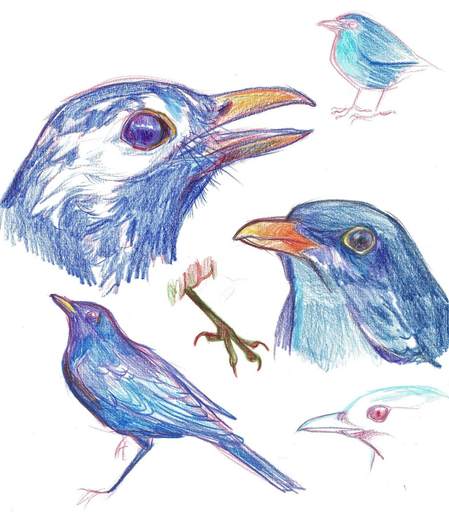 A doodle page of coloured pencil studies of blackbirds.