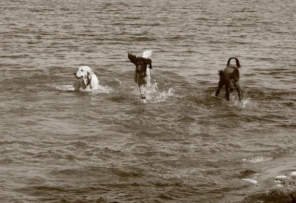 Three dogs in tandem coming through the water back to the shore: the black and white poodle in the middle is leaping forward, splashing water.  To the right is a black poodle moving quickly. To the left is a Golden Labrador, moving at a more leisurely pace.