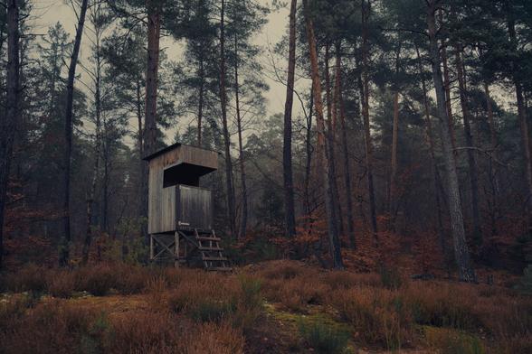 A wooden hunting perch stands among tall pine trees in a misty forest. The scene is serene, with earthy tones of brown, orange, and green dominating the undergrowth and foliage. The soft, diffused light from the overcast sky adds a quiet, moody atmosphere to the landscape.