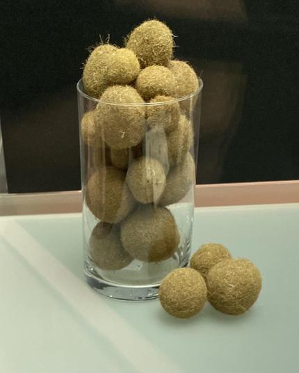Seegraskugeln in einem Glasbehälter