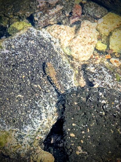 A tiny brown speckled fish in the water remaining motionless to look like one more rock in the pool.