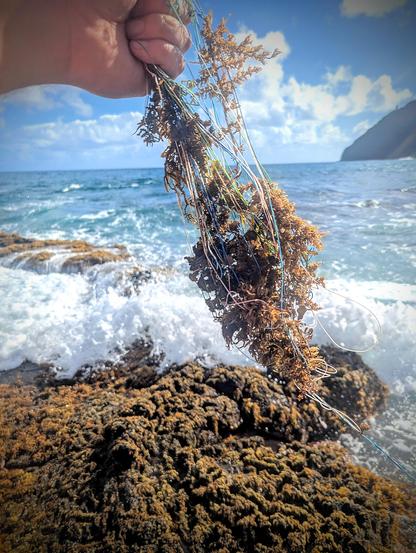 My hand holding up a dangling bunch of fishing line that I untangled from the volcanic rock and kelp. Many tufts of kelp remain hopelessly tangled in the lines. In the background are crashing waves that surged up over my feet as I was struggling to free the plastic strands from the encroaching tides.