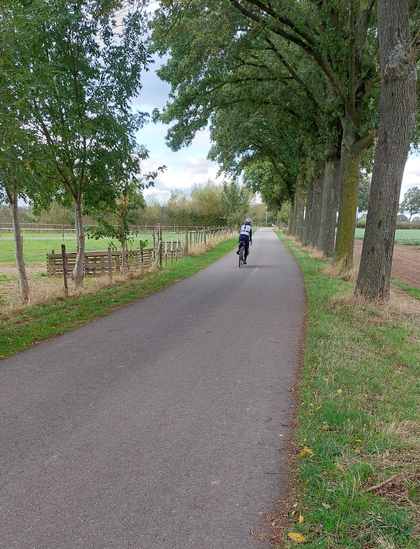 Radfahrender in Allee