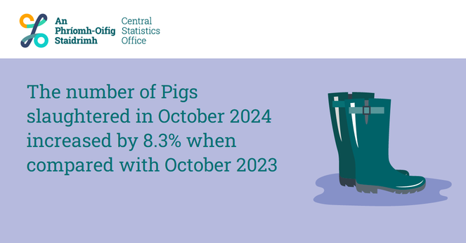 An image of wellies and text saying "The number of Pigs slaughtered in October 2024 increased by 8.3% when compared with October 2023"