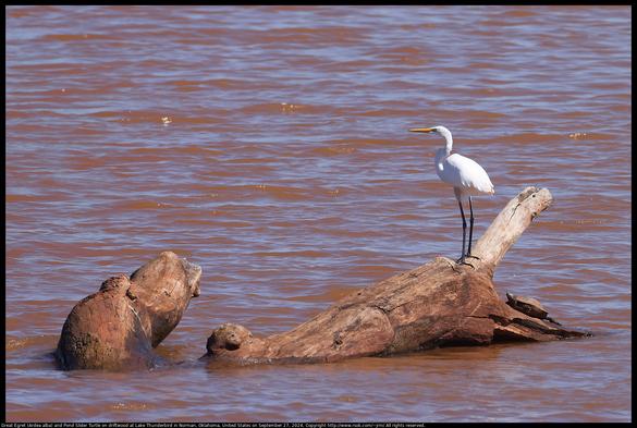 A Great Egret (Ardea alba) and a Pond Slider Turtle were resting on driftwood that is stained red by the red dirt in the water at Lake Thunderbird in Norman, Oklahoma, United States on September 27, 2024.