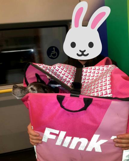 A big dog travelling in a big pink bag hold by a human on some kind of public transport, maybe a train. The dog's black-grey muzzle is sticking out of the bag. They seem to be at ease, their eyes half-closed. The human holding the bag has their face covered with a rabbit emoji. In the background, there is a window and handrail. It's dark outside. #messlife #greenlogistics #lastmile #vienna #hermes #cooperative #collective #kollektiv #carryshitolympics #hotdog #fedidogs #mastodogs #dogsofmastodon #dogsoffediverse