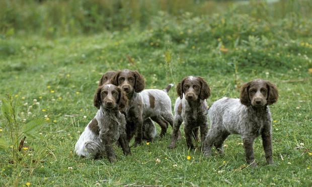 Cachorros de Spaniel Pont-Audemer (Getty Images/iStockphoto)