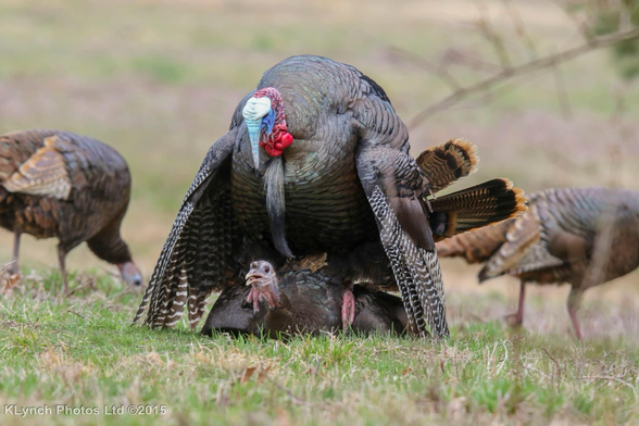 This Ain’t Thanksgiving XXX