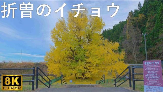 【折曽のイチョウ】ビッグイエロージュニア【青森県深浦町】8K