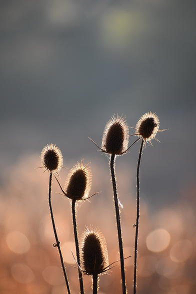 Five silhouetted Teasel blooms on tall stems backlit by the morning sun against a blurred background of gray-blue sky and golden-tan grasses.