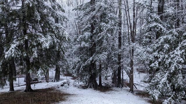 Wet snow on trees.