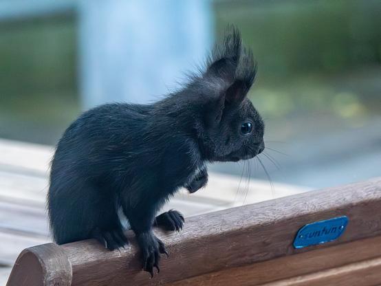 Junges Eichhörnchen auf Entdeckungstour