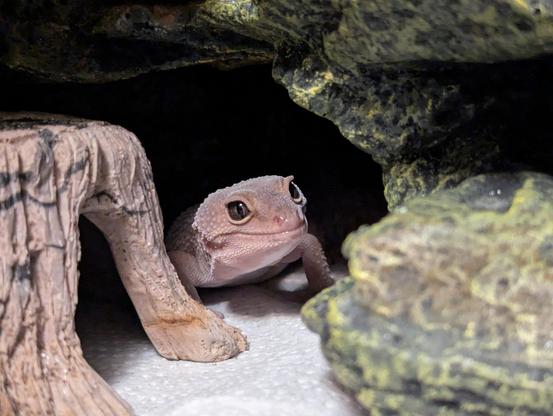 A patternless leopard gecko, standing in her habitat, looking up and to the right