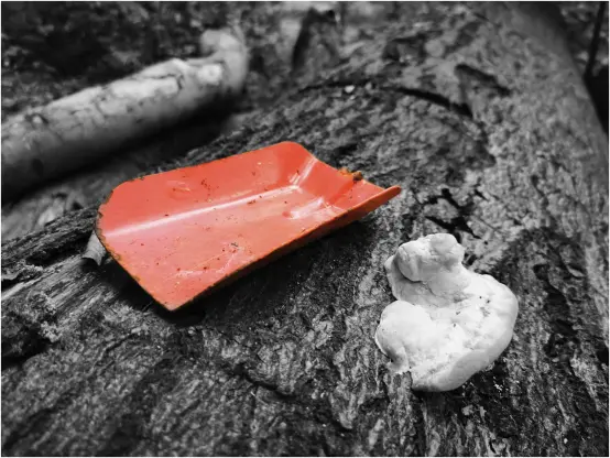 Die vorliegende Colorkey-Aufnahme - ein bildbearbeitendes Verfahren, bei dem das Foto in schwarzweiss umgewandelt und das Hauptmotiv in seiner natürlichen, oft kontrastierenden Farbe hervorgehoben wird - zeigt hier in einer Nahaufnahme im Vordergund einen umgestürzten Baumstamm. Rechts im Vordergund auf der Baumrinde ein Pilz, links daneben liegend eine rote, leichte angerostete Spielzeugschaufel (Stiel fehlt), am linken Bildrand noch ein dicker Ast, leicht im Hintergrund. Einzig die rote Blechschaufel ist farblich dargestellt, der Rest des Fotos ist schwarzweiss.