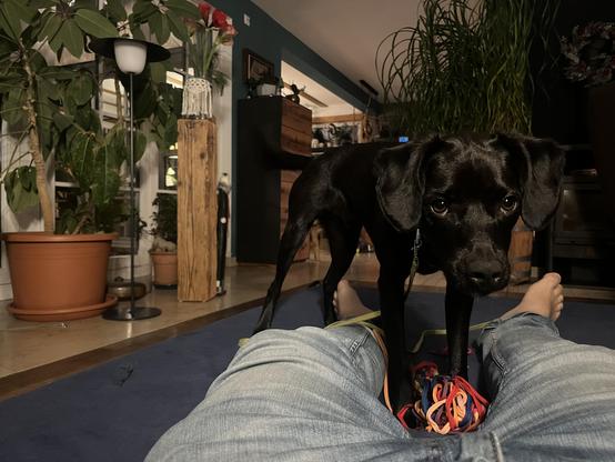 Liegende Menschenbeine in Jeans und ein schwarzer Hund, der darüber steht.