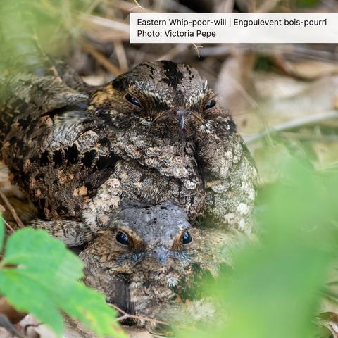 Two Eastern Whip-poor-wills perched together.