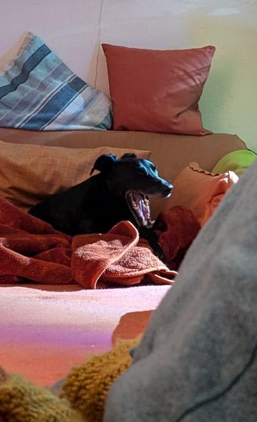My dog Finlay yawns on the couch.