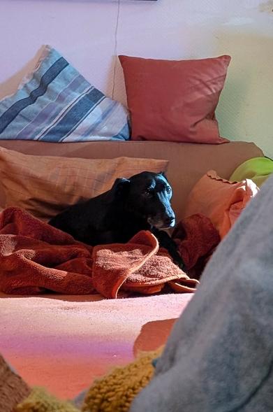 Dog Finlay looks tired.