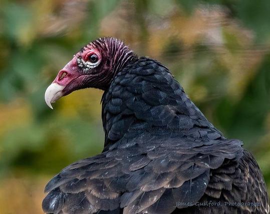 Turkey Vulture is a large bird with black feathers, a red featherless head, and a hooked ivory colored beak. The picture shows the bird in closeup with its head turned to the side, looking at the viewer.