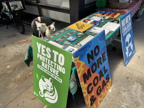 Two chihuahuas on a chair behind a table with climate signs
