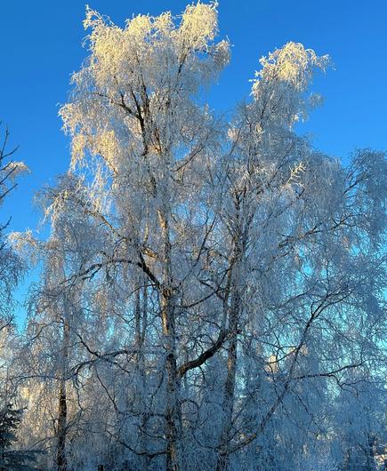 Clear blue sky and this massive tree is covered in hoar frost. The top of the tree is bathed in sunlight.