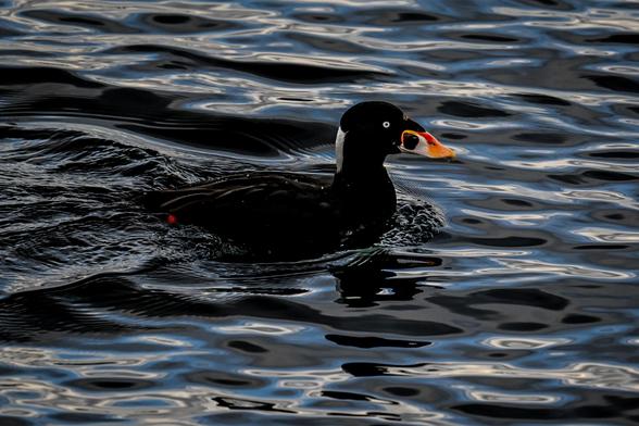 Surf Scoter duck swimming on the water.