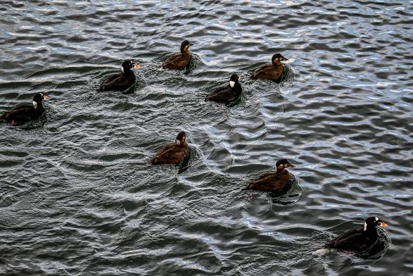 Eight Surf Scoter ducks swimming on the water.