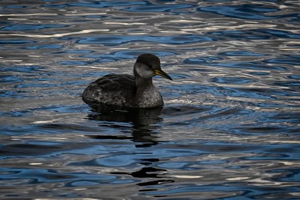 Red-necked Grebe swimming on the water.