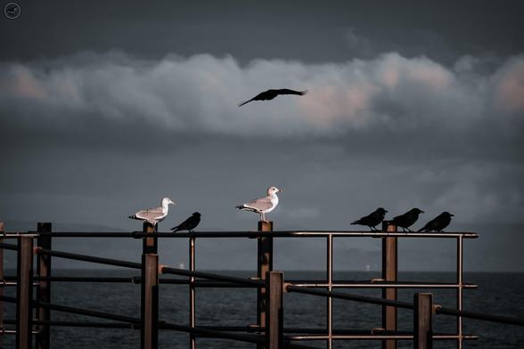 Seagulls and crows on metal railings with sea and cloudy sky background