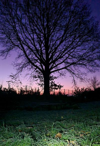 An early morning photo, a silhouette of a tree fills the frame. Behind it a stark purple winter sky. Near us we see frozen grass, lit by a flashlight.