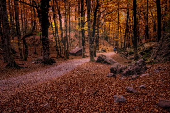 You can see a beech forest with Autumn colors and floor plenty of leaves.