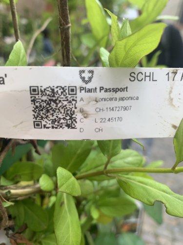 QR-code sur une plante vendue sur le marché à Bâle orientant vers le système de passeport phytosanitaire de l’UE.
