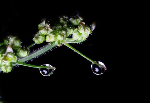 Flowers on a black background. There are two tufts of tiny tiny tiny flowers. Although they might be buds rather than flowers. They are green. There are two tiny stems sticking out of the flowers. Each has a water droplet on the end just about to fall.