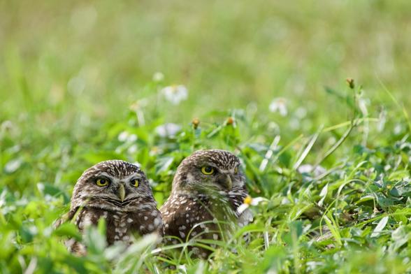 A pair of burrowing owls in a flowery meadow, in the bottom left of the frame. They inspirationally look to the right.