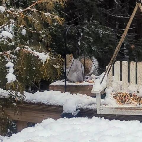 Grey squirrel sitting on a platform feeder hanging from a snow-covered railing