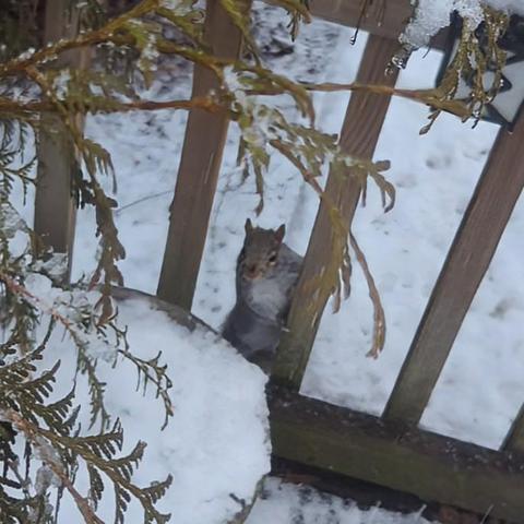 Grey squirrel peeking through the bottom of the deck railing at a potted tree covered in snow