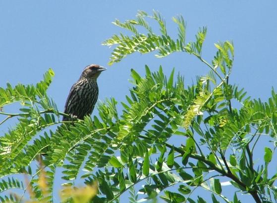 A bird is perched in a tree with fern like leaves. The bird is mostly grey and boring, aside from a light colored breast with dark mottled streaks running down vertically.