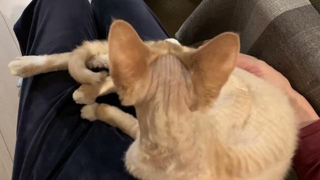 私の膝上でチュパチュパする甘えん坊のデボンレックス兄です(Devon Rex cat is such a baby)
