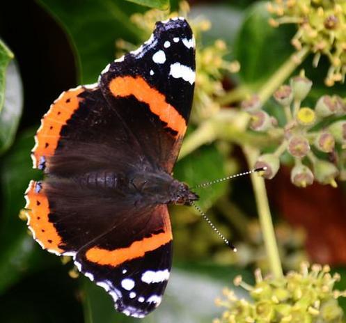 A photo titled "Red admiral", taken near Towpath Bridge, Manton Overflow Weir by Roger Bunting on Flickr.