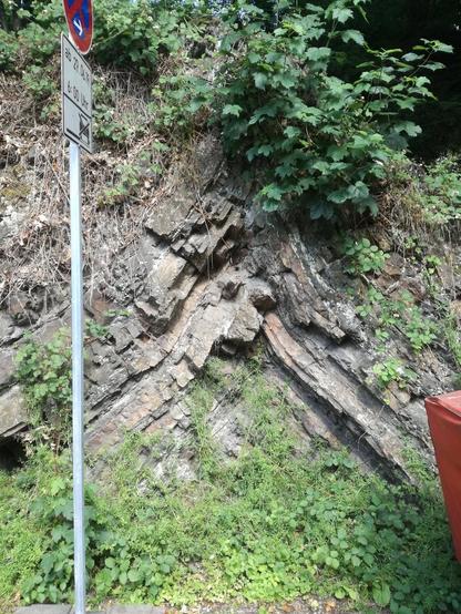 Photo of an outcrop and an antiform fold. It's about 3-4 m high, some plants almost overgrow the outcrop but it's still visible. There are different thin rock layers.