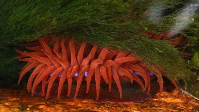 A photo of a red anemone viewed from the side. There is green seaweed over top of it.