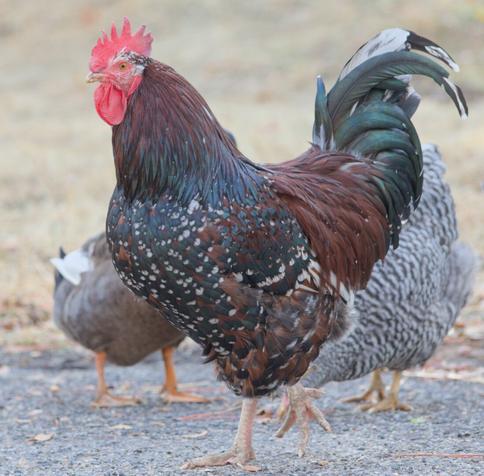 Chicken standing